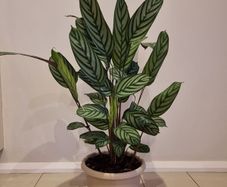 Fishbone Prayer Plant - Ctenanthe Oppenheimiana