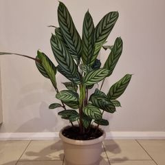 Fishbone Prayer Plant - Ctenanthe Oppenheimiana