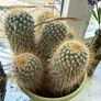 cactus Image 6