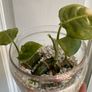 Various House Plants and Cuttings Image 4