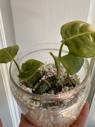 Various House Plants and Cuttings