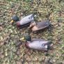 3 Duck Decoys and Camouflage Net Image 2