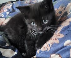 kitten