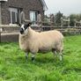 Milford Hogget Ram Image 2
