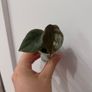 ALOCASIA cuprea 2 leaf pups Image 2