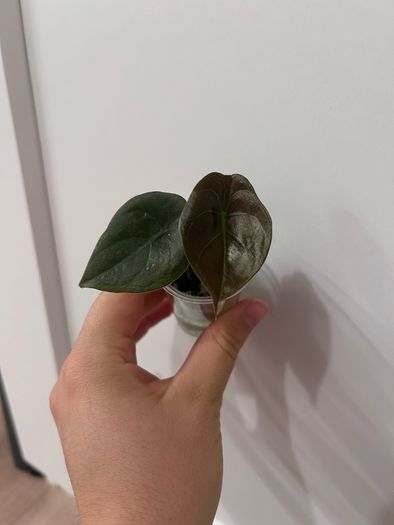 ALOCASIA cuprea 2 leaf pups