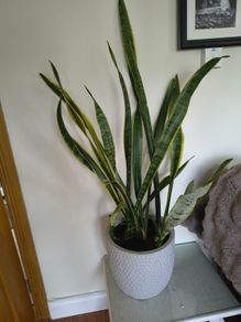 Large Indoor Plant