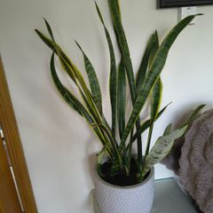 Large Indoor Plant