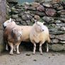Wicklow  cheviot hoggat rams Image 4