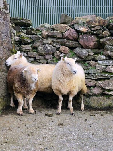Wicklow  cheviot hoggat rams
