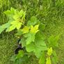 Potted young Sycamore trees Image 4