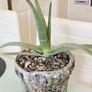 aloe vera Image 3