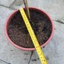 plant Image 2