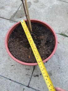 plant