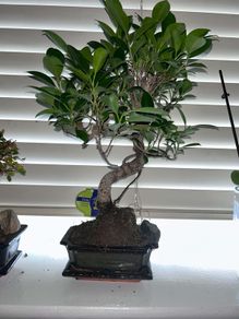 Bonsai Ficus