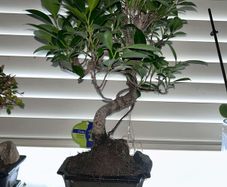 Bonsai Ficus