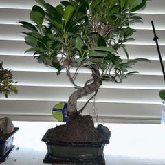 Bonsai Ficus