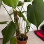 Monstera plant Image 2