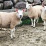Ewe Lambs Image 6