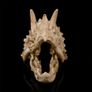 Skull Ornament Triceratops Image 5
