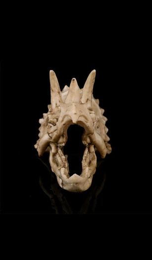 Skull Ornament Triceratops