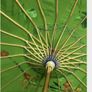 Wooden handle oil paper umbrella Image 2