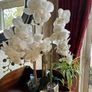 Tall Imitation Orchid Plant Image 6