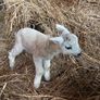 Pet Lamb Image 2