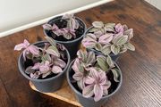 Small tradescantia house plant