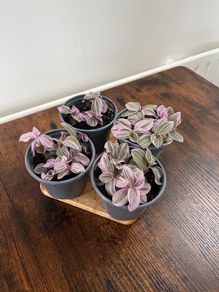 Small tradescantia house plant