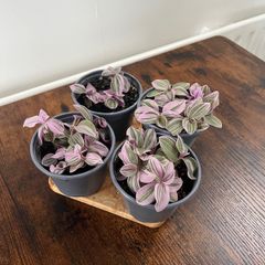 Small tradescantia house plant