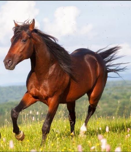 Livery Needed Asap