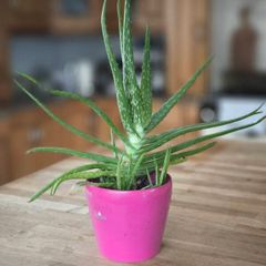 large Aloe Vera plant 15 inch.
