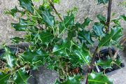 Holly Hedging