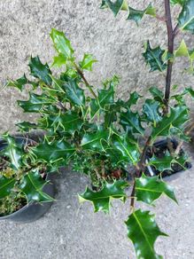 Holly Hedging