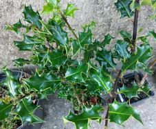 Holly Hedging