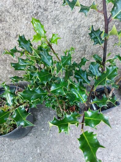 Holly Hedging