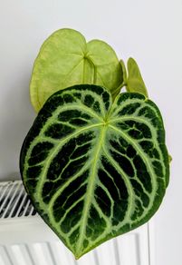 Anthurium Crystallinum Plant