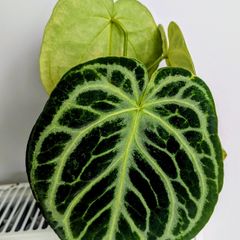 Anthurium Crystallinum Plant