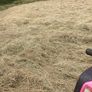 Hay Image 4