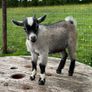Pedigree Pygmy Goats Image 3