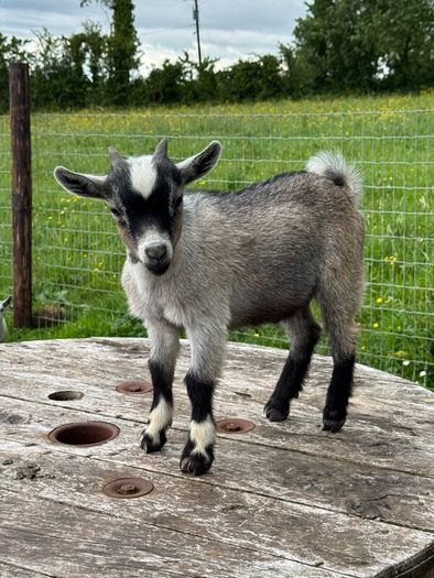 Pedigree Pygmy Goats