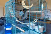 New Parrot/bird Cage Starter Kit + Tons of Accessories