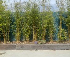 Bamboo (Fargesia)   8 -9 ft