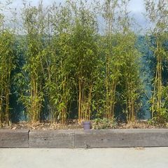 Bamboo (Fargesia)   8 -9 ft