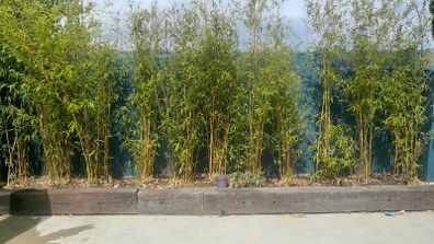 Bamboo (Fargesia)   8 -9 ft