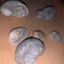 Fossil Collection : Clam fossils & Devils Toenail lot Image 9