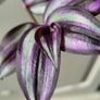 Beautiful Tradescantia "Violet Hill" House plant. Image 2