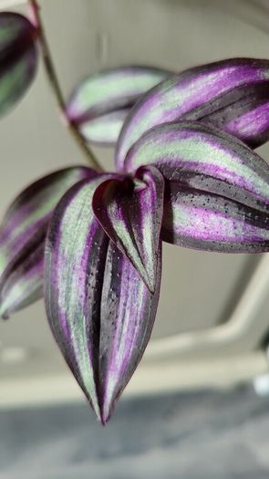 Beautiful Tradescantia "Violet Hill" House plant.