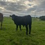 2nd calf AAX cow Image 9
